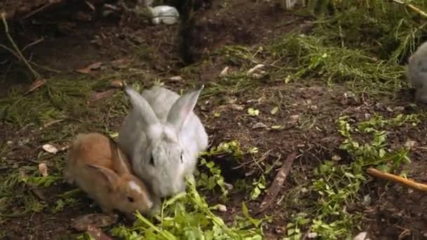 Conejos grandes y pequeños comiendo hojas — Vídeos de Stock