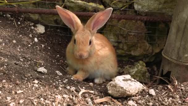 Carino piccolo coniglio seduto vicino alla recinzione — Video Stock