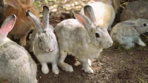 Many rabbits sitting together — Stock Video