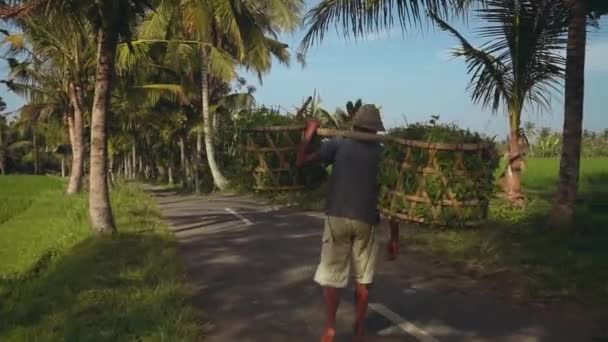 Viejo hombre indonesio caminando con cestas de arroz tradicionales con hierba — Vídeos de Stock