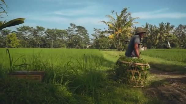 Gamle indonesiske mand sidder på traditionelle ris kurve med græs – Stock-video