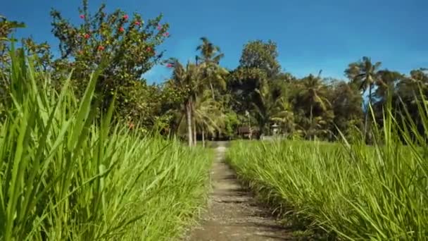 Pequeño camino entre arrozales, palmeras en el fondo — Vídeos de Stock