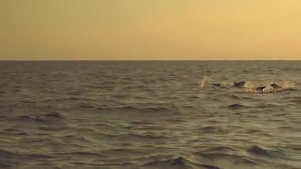Dolfijnen springen in Oceaan op sunrise — Stockvideo