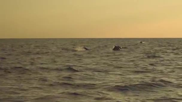 Дельфины прыгают в океан на восходе солнца — стоковое видео
