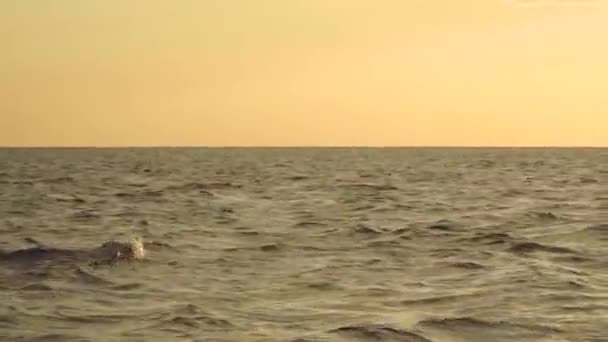 Delfines saltando en el océano al amanecer — Vídeos de Stock