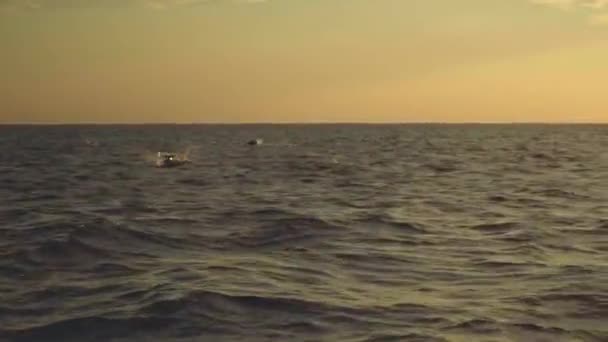 海豚在海洋中跳上日出 — 图库视频影像