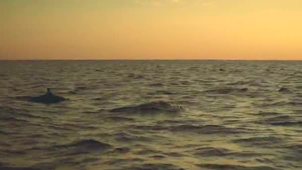 Delfines saltando en el océano al amanecer — Vídeos de Stock