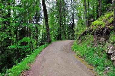 Ormanın içinden geçen dağ yolu.