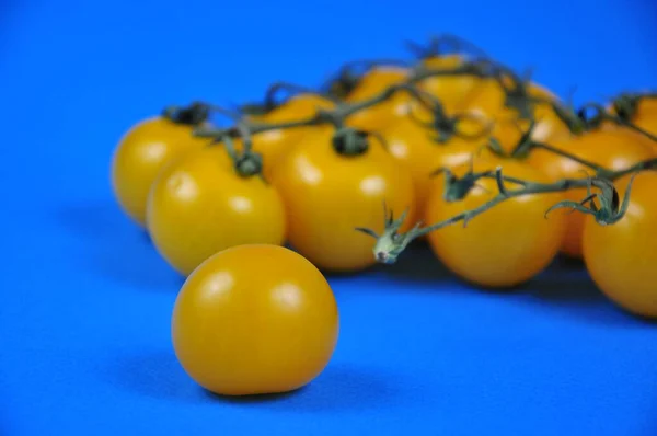 Żółte Pomidory Wiśniowe Gałęzi Niebieskie Tło — Zdjęcie stockowe