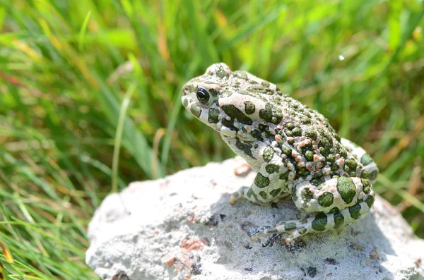 Spotted an earthen toad sitting on a stone, close-up. Bufo bufo. Green toad (Bufo viridis) Photo Macro — Stock Photo, Image