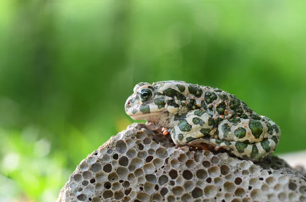 Spotted an earthen toad sitting on a stone, close-up. Bufo bufo. Green toad (Bufo viridis) Photo Macro — Stock Photo, Image