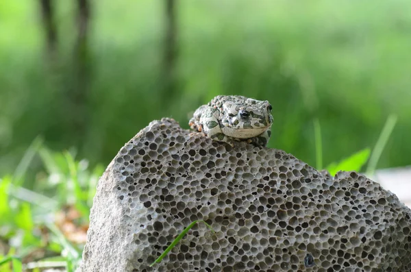 Spotted an earthen toad sitting on a stone, close-up. Bufo bufo. Green toad (Bufo viridis) Photo Macro — Stock Photo, Image