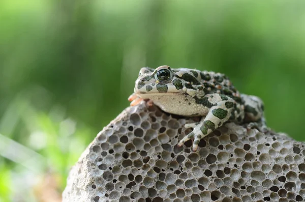 Spotted an earthen toad sitting on a stone, close-up. Bufo bufo. Green toad (Bufo viridis) Photo Macro — Stock Photo, Image
