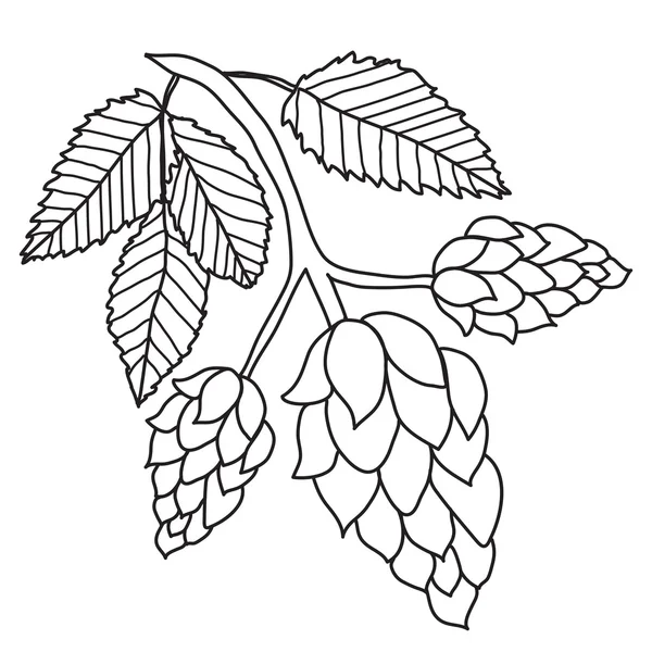 啤酒花种植黑色和白色的图像隔离在白色的背景,手绘风格.矢量说明 — 图库矢量图片