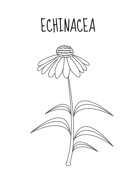 Echinacea χέρι σκίτσο λουλούδι σχεδίασης. Φαρμακευτικό φυτό Echinacea. Vector εικονογράφηση — Διανυσματικό Αρχείο