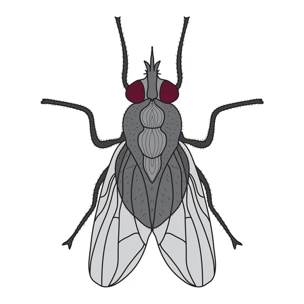 Insecto mosca. Mosca aislada sobre fondo blanco. Ilustración vectorial — Vector de stock