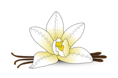 Vanilya çiçeği, vanilya lı baharat. El çizim tarzı. Vektör çizimi