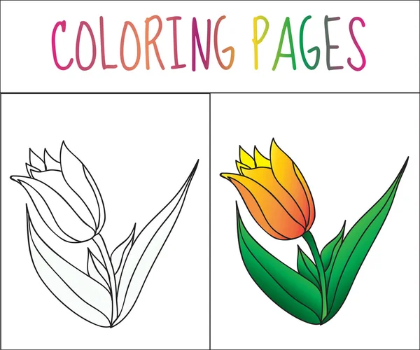 Malbuchseite, Blume, Tulpe. Skizze und Farbversion. Färbung für Kinder. Vektorillustration — Stockvektor
