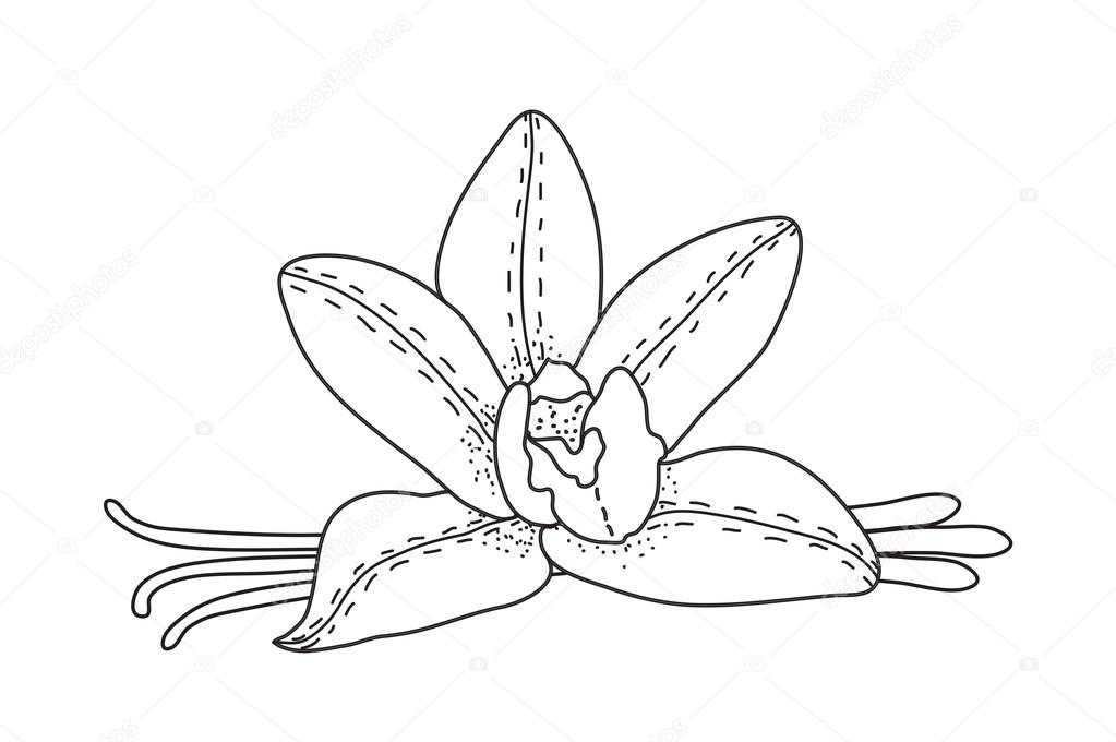 Croquis De Fleur De Vanille épice De Vanille Dessin à La