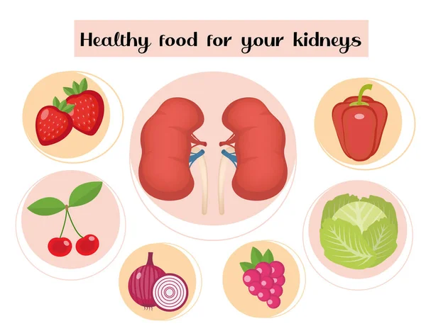 Cibo sano per i reni infografica. Concetto di cibo e vitamine, medicina, prevenzione delle malattie renali. Illustrazione vettoriale — Vettoriale Stock