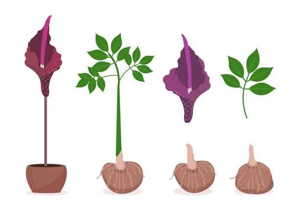 Amorphophallus konjac plantenset. Konjak Japanse traditionele keuken ingrediënten voor shirataki noedels, gom, glucomannan.Vector illustratie — Stockvector