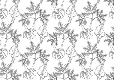 Amorfofallus konjac bitkisi dikişsiz desenli el çizim çizimi tarzı. Konjak yinelenen doku, sonsuz arkaplan. Vektör illüstrasyonu