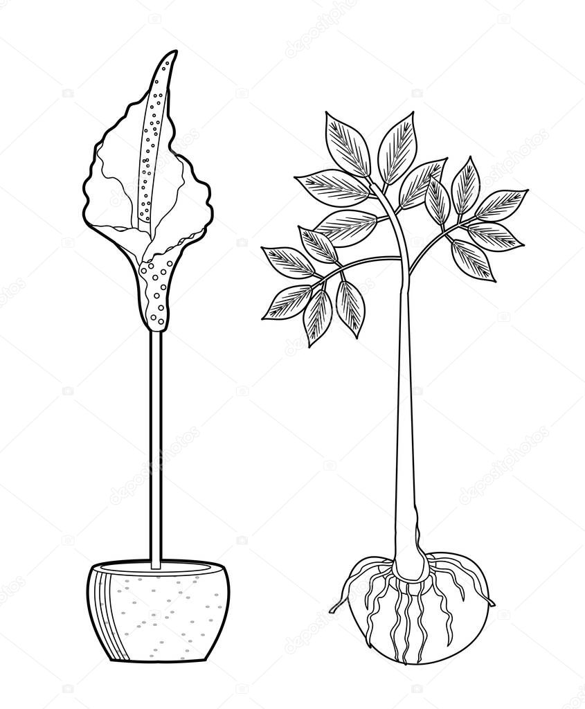 Amorphophallus konjac plant set hand drawing outline line style. Konjak Japanese traditional cuisine ingredients for shirataki noodles, gum, glucomannan.Vector illustration