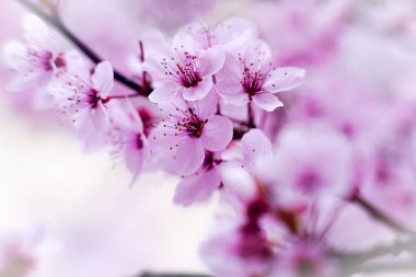 Gül çiçekleri bir ağaca yaklaşır.