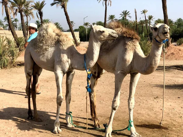 Camelo árabe branco com potro no deserto, Marrocos. — Fotografia de Stock