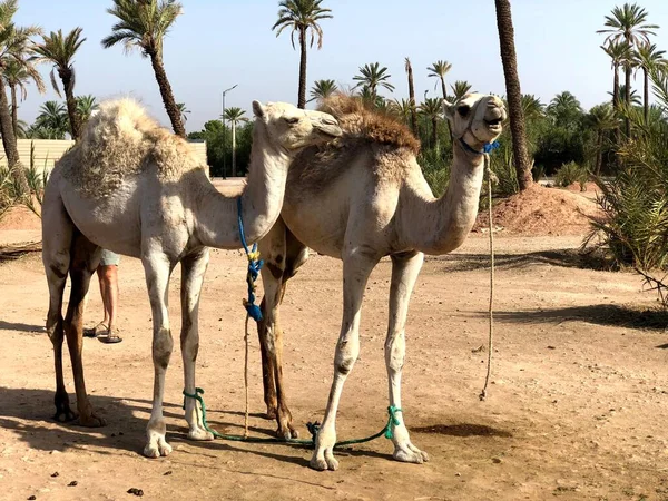 Weißes arabisches Kamel mit Fohlen in der Wüste, Marokko. — Stockfoto