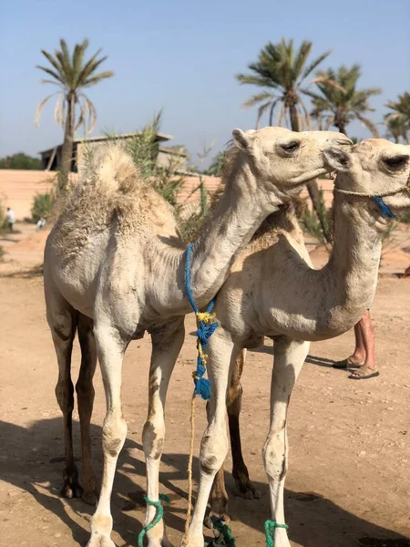 Camelo árabe branco com potro no deserto, Marrocos. — Fotografia de Stock