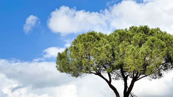 Концепция Всемирного дня окружающей среды: Большое дерево на фоне неба. — стоковое фото