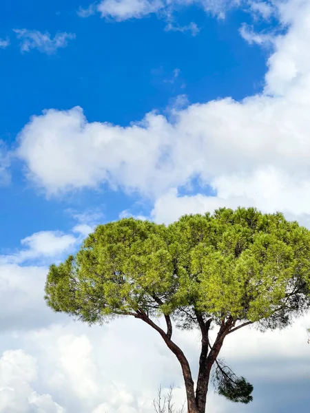 World environment day concept: Big tree over sky background.