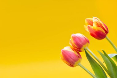 Sarı arka plandaki taze laleleri kapat. İyi tatiller.. 