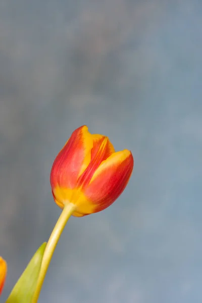 Orange -yellow tulip isolated on blue background.Happy holiday card. — Stock Photo, Image