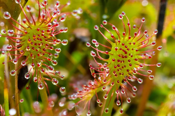 Sundew renkli soyutlama — Stok fotoğraf