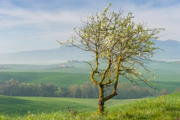 Toskana Frühlingslandschaft Italien — Stockfoto