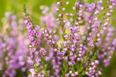 Renkli arka plan bokeh Heather çiçekler