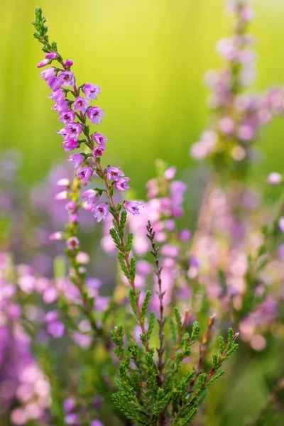 Flores de brezo sobre un fondo de color bokeh — Foto de Stock