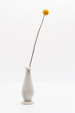 İç dekorasyon için seramik klasik bir vazoda sarı Craspedia (Billy Balls) çiçeği. Stüdyo görüntüleri beyaz arkaplanda izole edildi