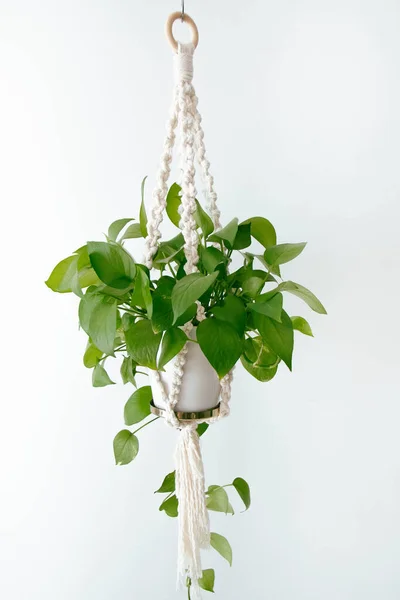 Decorative Macrame Plant Holder Hanging Wall Detail Decorating Interior House — Stock Photo, Image