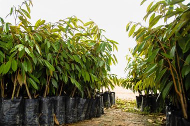 Çiftlikteki bebek Durian ağacının yakın çekimi. Tarım çiftliklerinde. Seçici odak