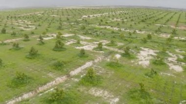 Kuala Lumpur, Malezya: 07 Haziran 2020: Durian çiftliğinin insansız hava aracı görüntüsü