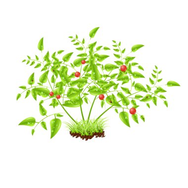 Kırmızı olgun domates.