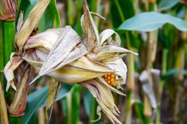 Mısır koçanı Zea Mays ile mısır tarlası resmi.