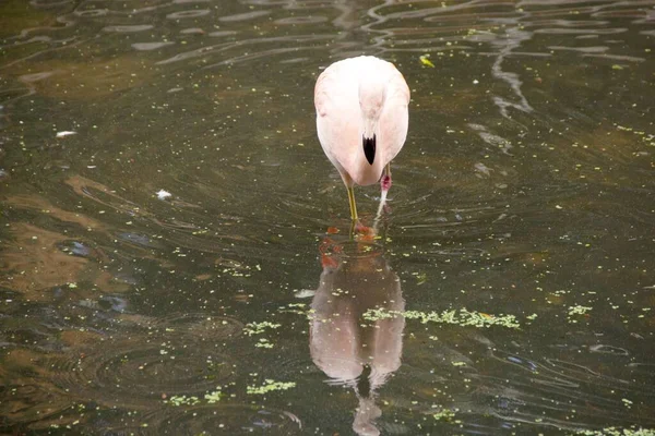 Gölette Bir Şili Flamingosunun Yansıması Phoenicopterus Chilensis — Stok fotoğraf