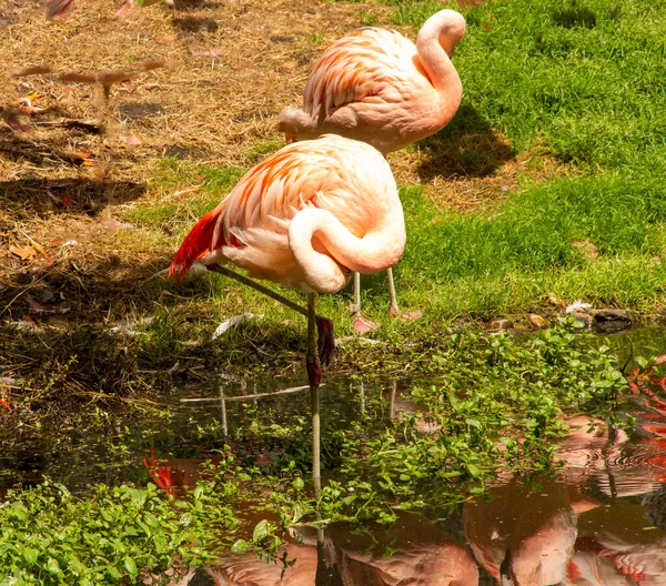 İki Şili flamingosundan görüntü, Phoenicopterus chilensis, bir gölün üzerinde dur