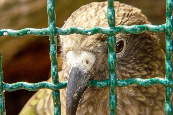 Kea Nestor Notabilis Egy Nagy Papagájfaj Nestoridae Családban — Stock Fotó