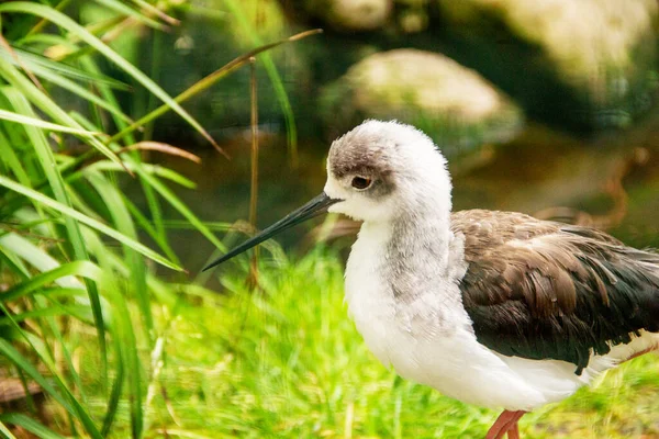 Side View Black Winged Stilt Himantopus Himantopus Widely Distributed Very — Stock Photo, Image