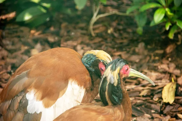 Madagaskar aynası, Lophotibis kristali, Madagaskar ibiti, beyaz kanatlı aynak ya da beyaz kanatlı aynak olarak da bilinir.